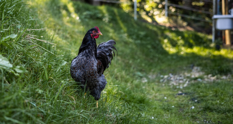 Ein Huhn auf einer Wiese